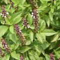 Ocimum sanctum